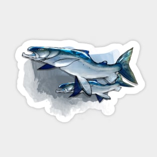 Salmon Salar Sticker